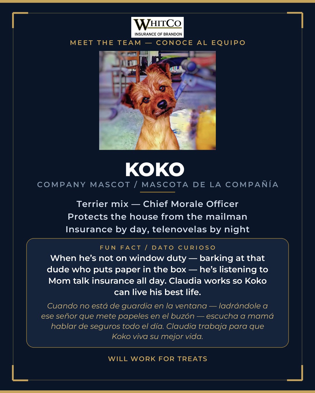 Info card for Koko, company mascot of Whitco Insurance of Brandon